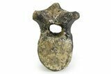 Cretaceous Fossil Iguanodon Vertebra - Isle of Wight, England #351246-3